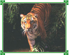 http://www.india-travel-agents.com/southindia/images/wildlife-visakhapatnam.jpg