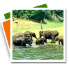 South India Wildlife